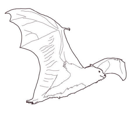 Fruit Bat Coloring Page